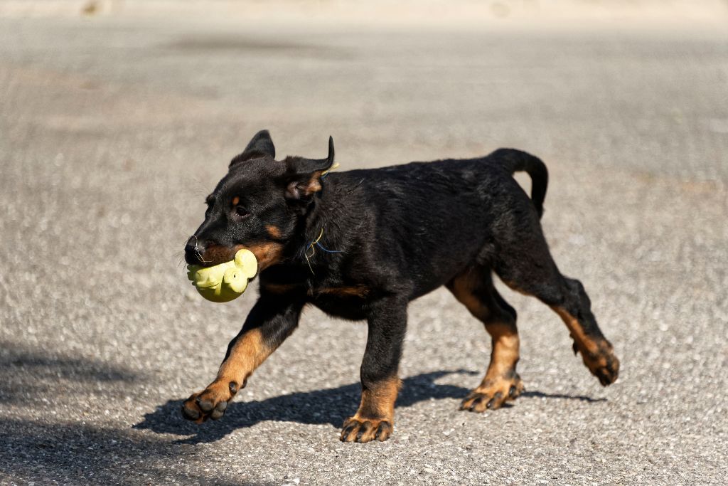 des Hutins du Brahma-Loke - Chiots disponibles - Berger de Beauce